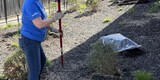 Good Neighbors Committee mulching project with Foothills Housing