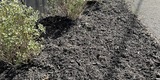 Good Neighbors Committee mulching project with Foothills Housing