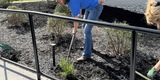 Good Neighbors Committee mulching project with Foothills Housing