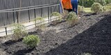 Good Neighbors Committee mulching project with Foothills Housing